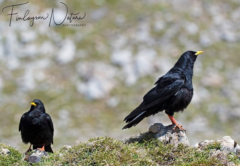 Yellow-billed Choughs (Pyrrhocorax graculus)